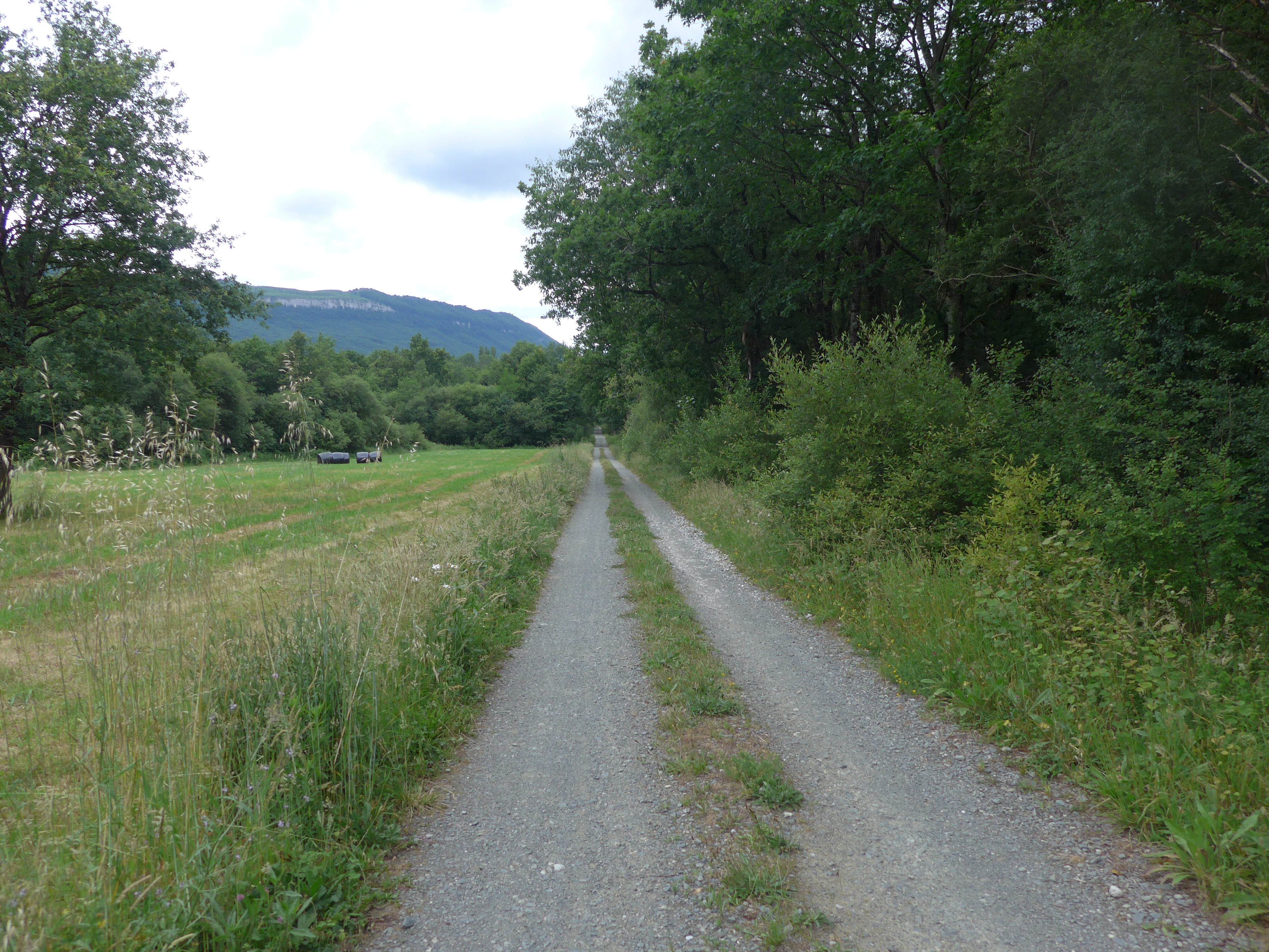 Por variante GR323.1 1