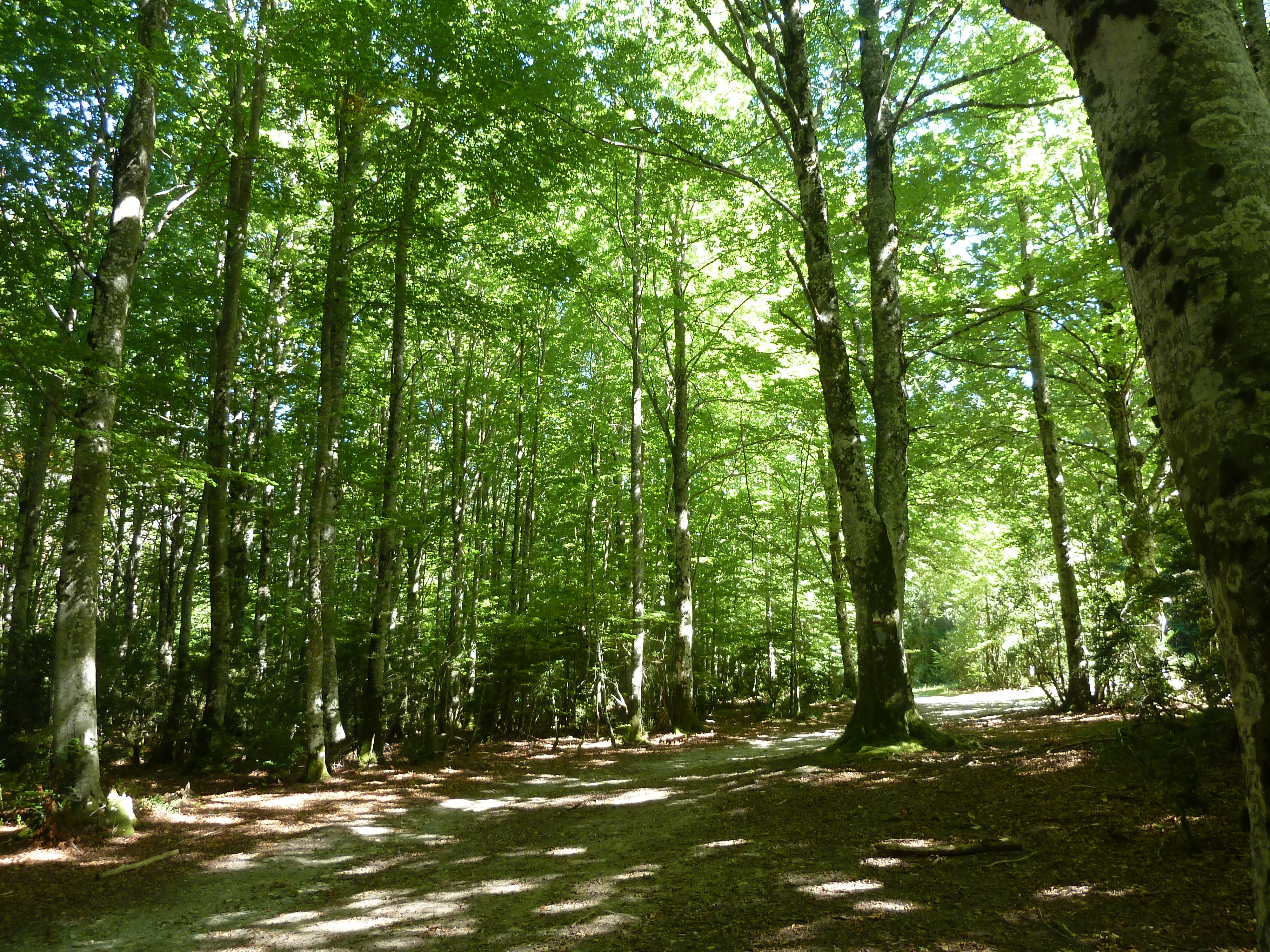 Mata de Hayako basoa/Bosque en Mata de Haya