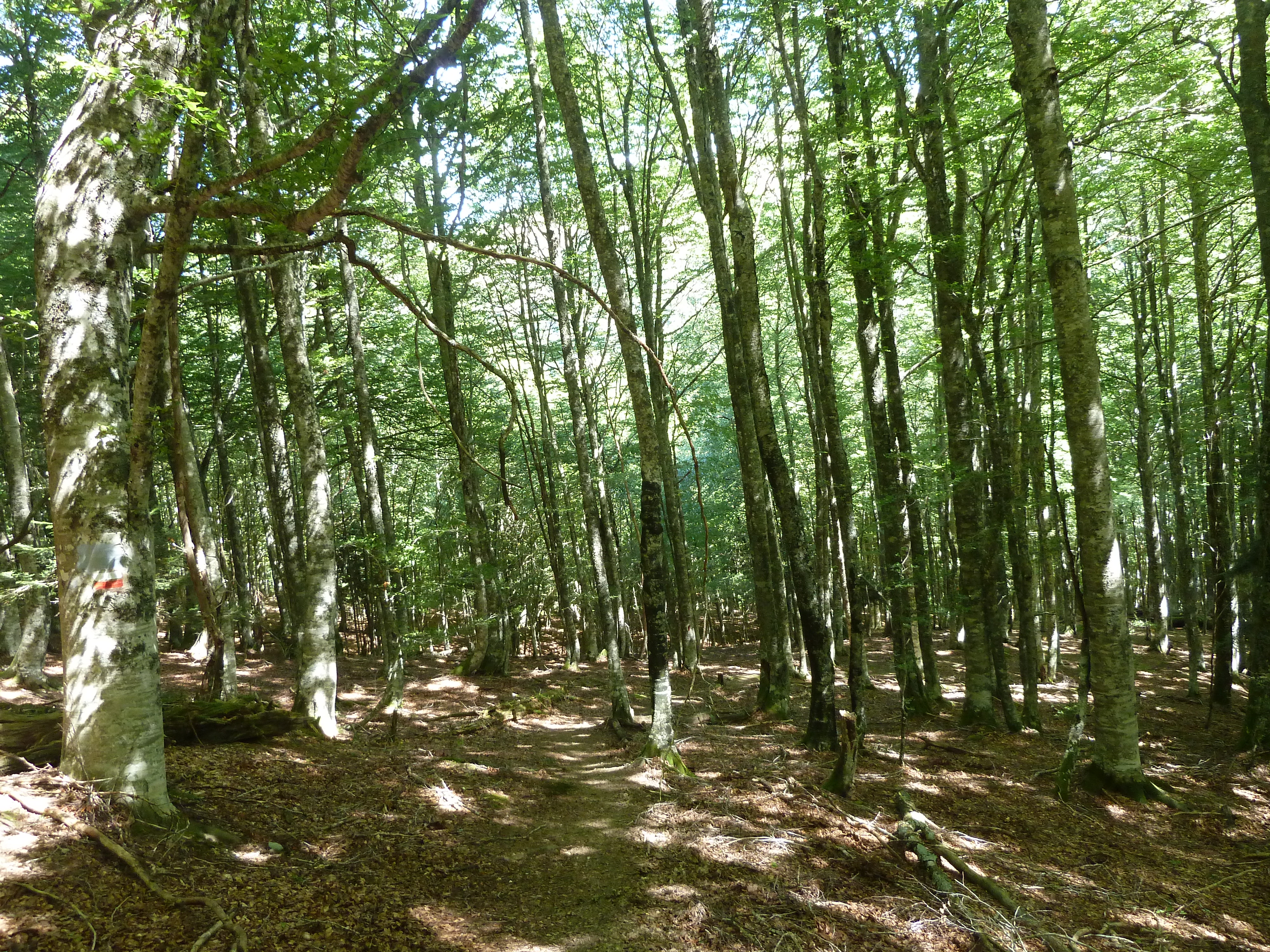 Arrakotik Lapatiara igoera / Ascenso de Arrako a Lapatia