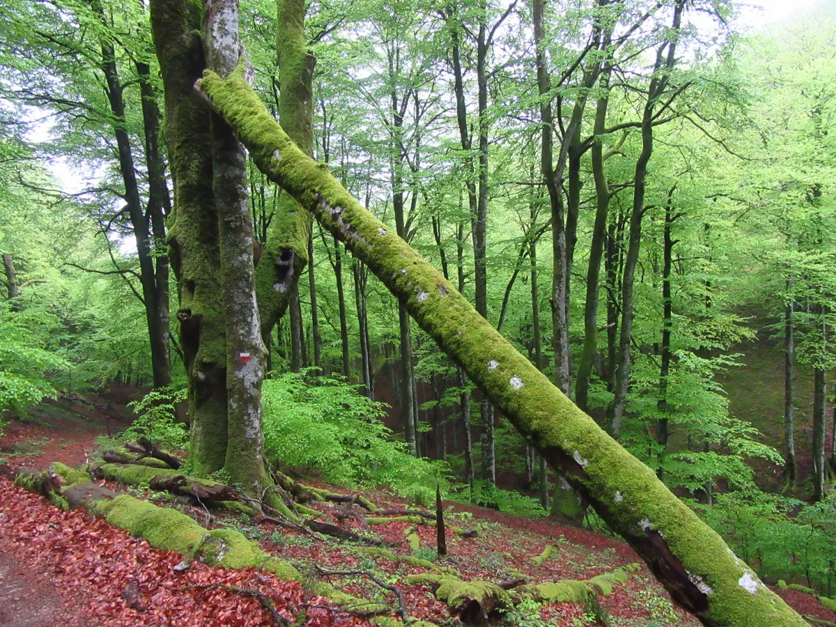 Arbol caido con musgo