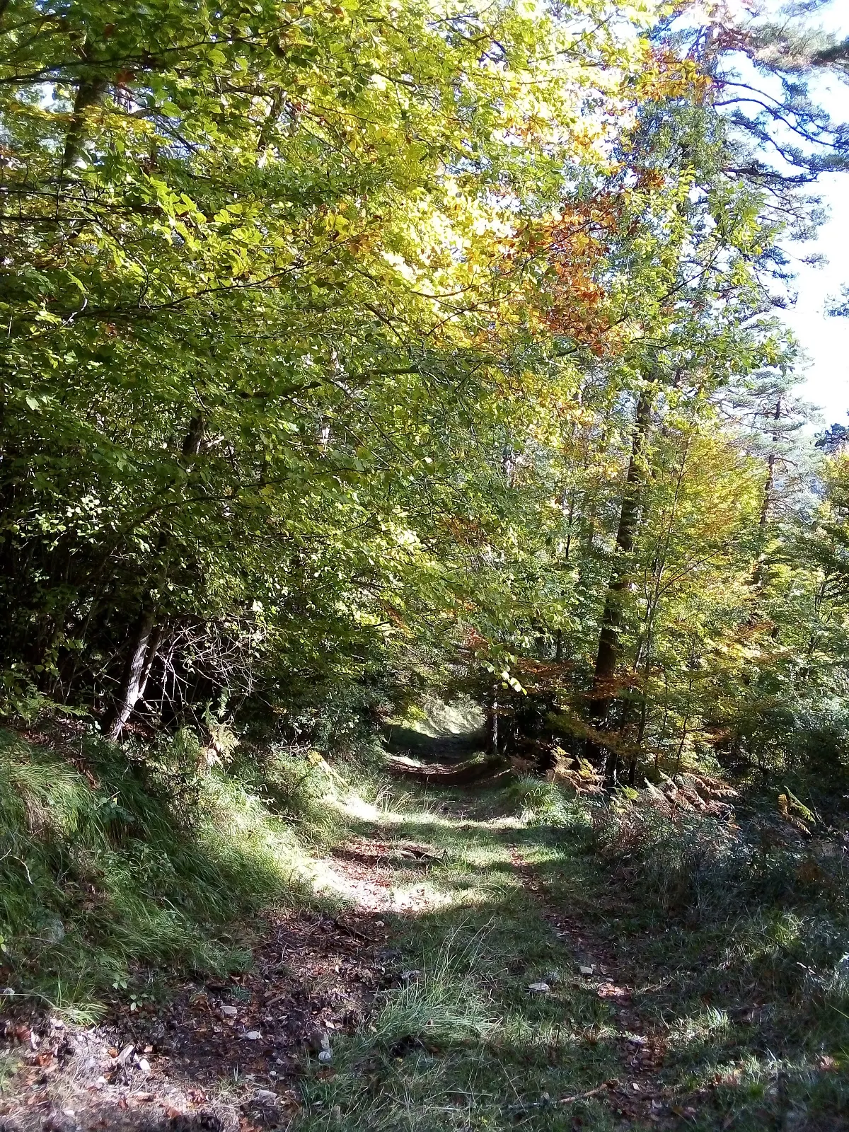 Udazken koloreak/Colores de otoño