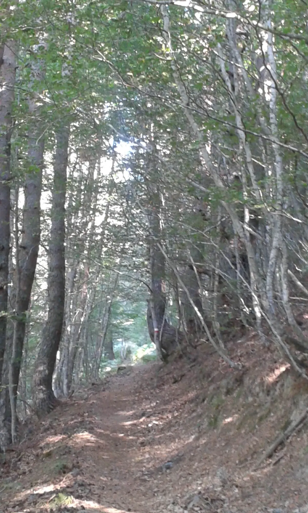 Pagadia/Hayedo
