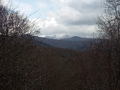 Orhi