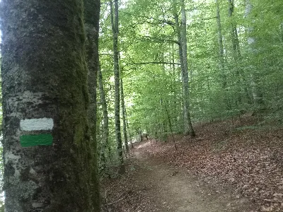 Basoa/Bosque