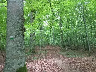 Pagoaren lurra/La tierra del haya
