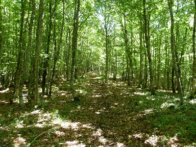Oiarburu