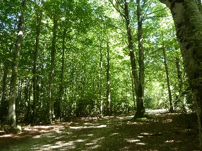 Mata de Hayako basoa / Bosque de Mata de Haya