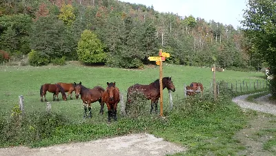 PA245633