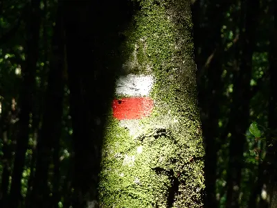Goroldioa errege/El reino del musgo