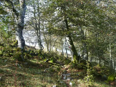 Ollokiate