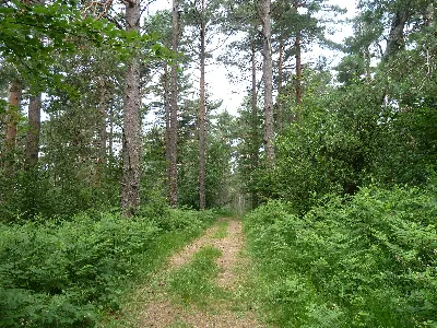 Txutxurieta