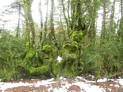 marca sobre arbol con musgo