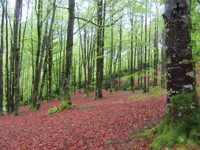 Dentro del bosque de hayas