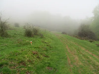Campas con niebla