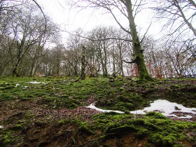 bosque de hayas