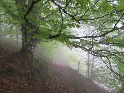 Haya envuelta en niebla