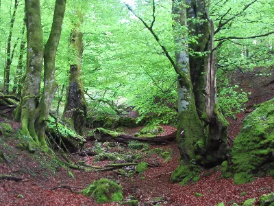Bosque de Urepel