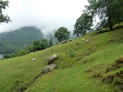 Olaberri
