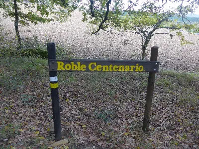 Roble centenario1