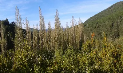 Bosque de ribera/Ibar-basoa