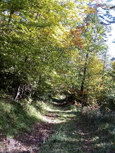Udazken koloreak/Colores de otoño