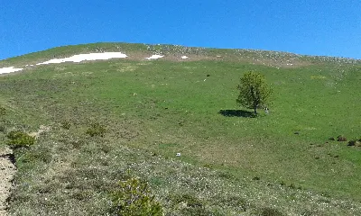 Larrondo