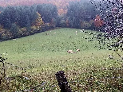 Larreak