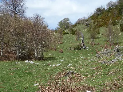 Sarastoia