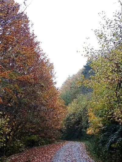 Udazkena/Otoño
