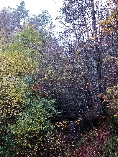 Usi