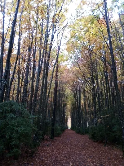 Mata de Haya