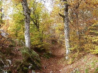 Orbela/Hojarrasca