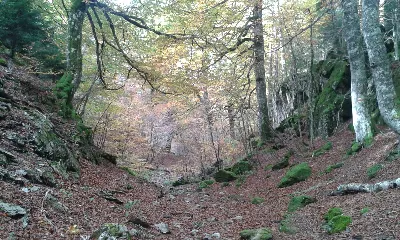 Pagadia/Hayedo