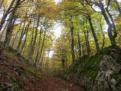 Udazkena/Otoño