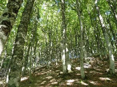 Bide aldapatsua