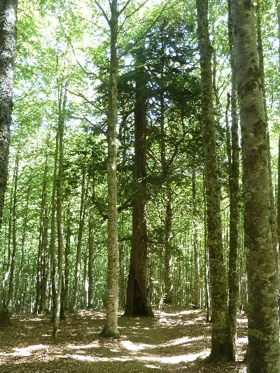 Bakartia/Solitaria