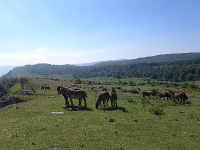 Caballos en Urbasa